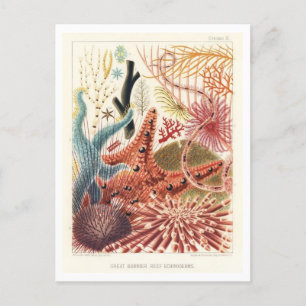 Great Barrier Reef Stachelhäuter Vintage Postkarte