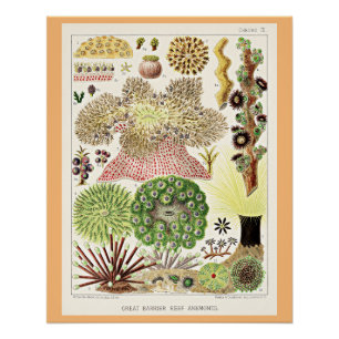 Great Barrier Reef von Australien Anemonen Poster