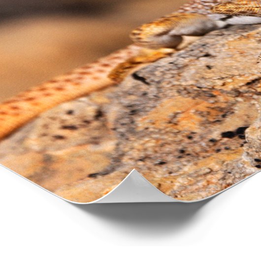 Great Basin Collared Lizard Poster (Ecke)