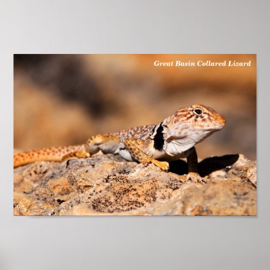 Great Basin Collared Lizard Poster (Vorne)