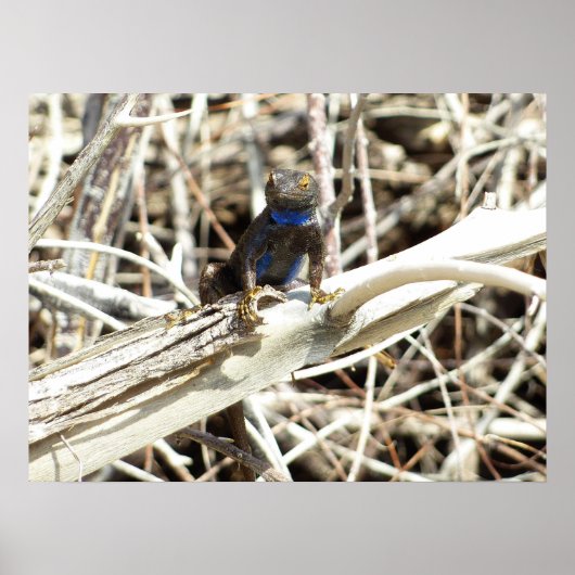 Great Basin Fence Lizard im Joshua Tree Poster (Vorne)