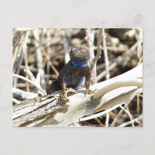 Great Basin Fence Lizard in Joshua Tree Postkarte (Vorderseite)