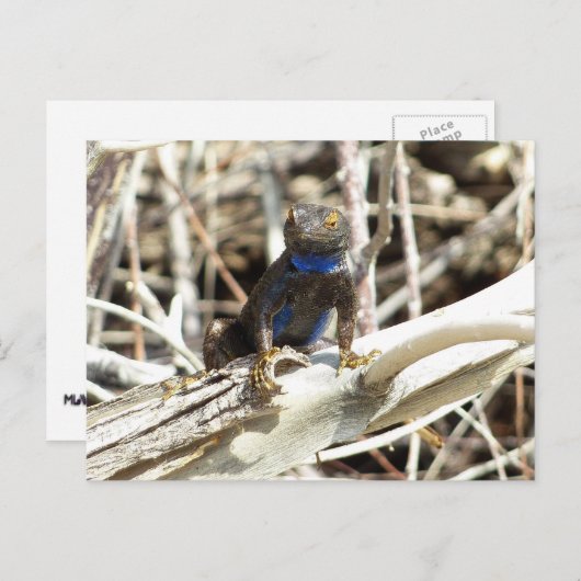 Great Basin Fence Lizard in Joshua Tree Postkarte (Vorne/Hinten)