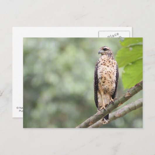 Great Black Hawk Postkarte (Vorne/Hinten)