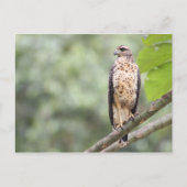 Great Black Hawk Postkarte (Vorderseite)