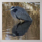 Great Blue Herin in Water Poster (Vorne)