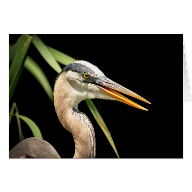 Great Blue Heron (Vorderseite (Horizontal))