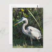 "Great Blue Heron 1." Postkarte (Vorne/Hinten)
