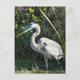 "Great Blue Heron 1." Postkarte