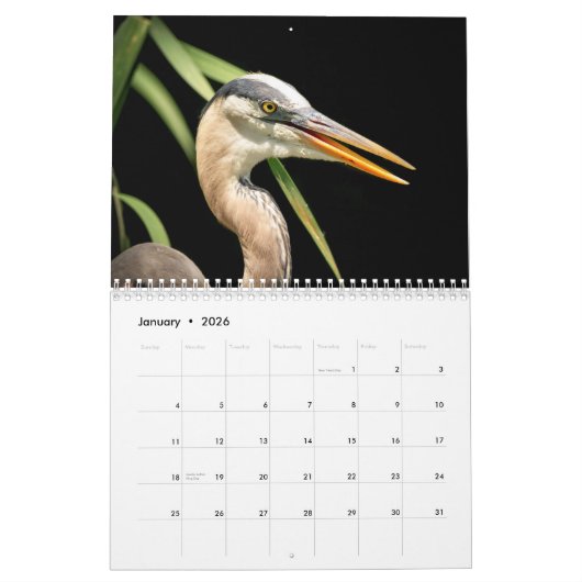 Great Blue Heron 2026 Kalender (Jan 2026)