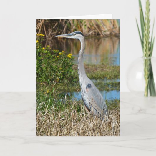 "Great Blue Heron 2."Grußkarte Karte (Vorderseite)