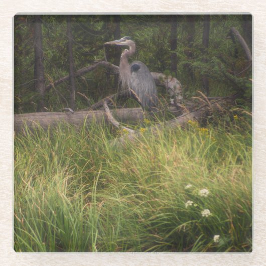 Great Blue Heron 8917 Glasuntersetzer (Vorderseite)