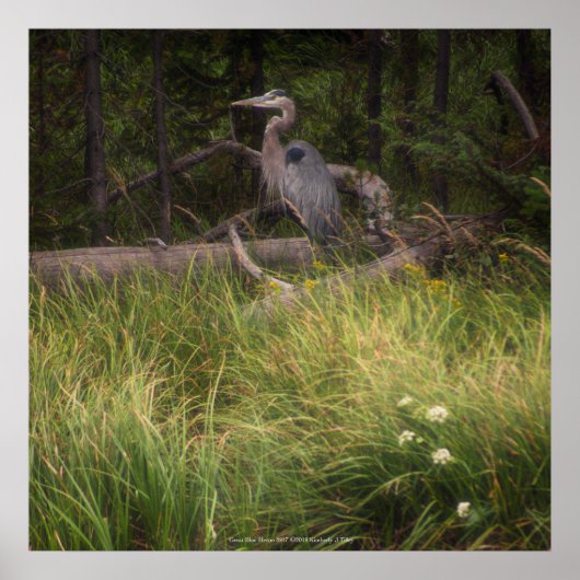 Great Blue Heron 8917 Poster (Vorne)