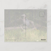 Great Blue Heron 8917 Postkarte (Rückseite)