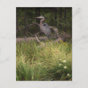 Great Blue Heron 8917 Postkarte