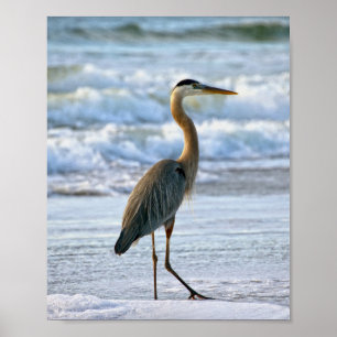 Great Blue Heron am Strand Poster