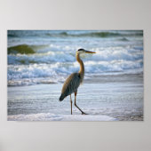 Great Blue Heron am Strand Poster (Vorne)