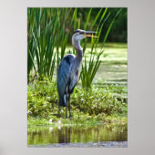 Great Blue Heron am Teich Poster (Vorne)