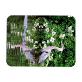 Great Blue Heron and Alligator Magnet (Horizontal)
