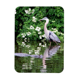 Great Blue Heron and Alligator Magnet