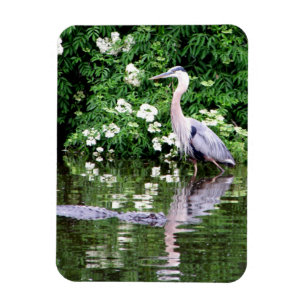 Great Blue Heron and Alligator Magnet