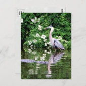 Great Blue Heron and Alligator Postcard Postkarte (Vorne/Hinten)