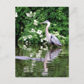 Great Blue Heron and Alligator Postcard Postkarte (Vorderseite)