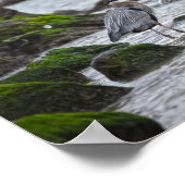 Great Blue Heron and Brown Pelican Poster (Ecke)