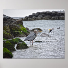 Great Blue Heron and Brown Pelican Poster
