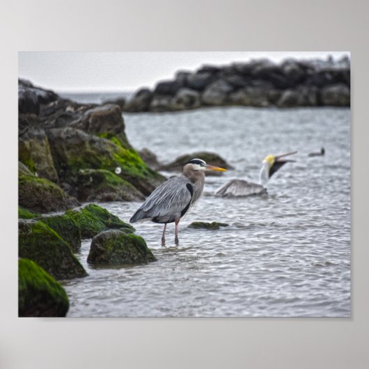 Great Blue Heron and Brown Pelican Poster (Vorne)
