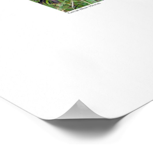 Great Blue Heron and Palm Tree Poster (Ecke)