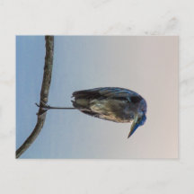Great Blue Heron, Antrim Lake, Columbus, Ohio