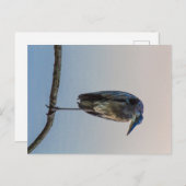 Great Blue Heron, Antrim Lake, Columbus, Ohio Postkarte (Vorne/Hinten)