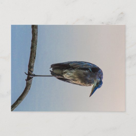 Great Blue Heron, Antrim Lake, Columbus, Ohio Postkarte (Vorderseite)
