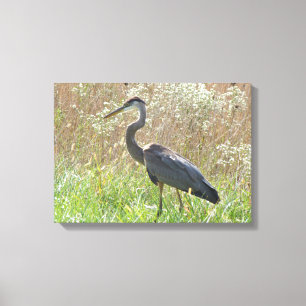 Great Blue Heron - Ardea herodias Leinwanddruck