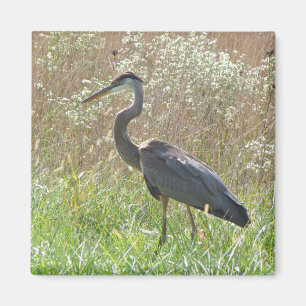 Great Blue Heron - Ardea herodias Magnet