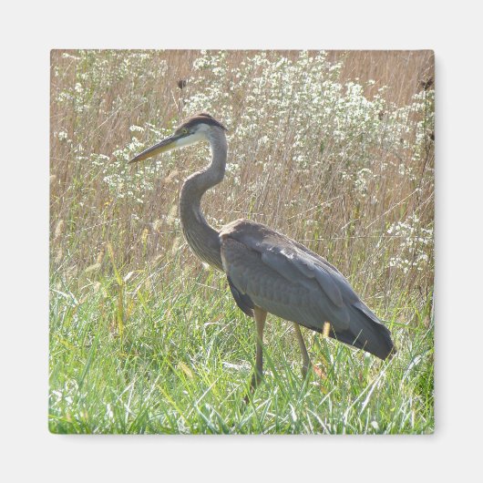 Great Blue Heron - Ardea herodias Magnet (Vorne)