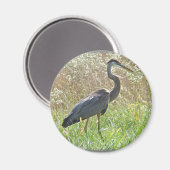 Great Blue Heron - Ardea herodias Magnet (Vorderseite/Rückseite)