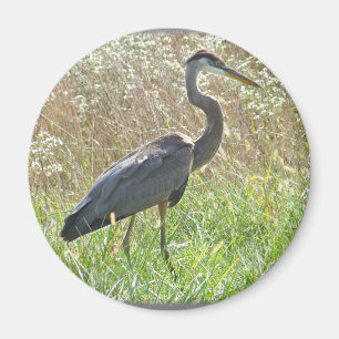 Great Blue Heron - Ardea herodias Magnet
