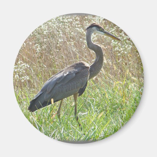 Great Blue Heron - Ardea herodias Magnet (Vorne)