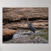 Great Blue Heron at Falls Poster (Vorne)
