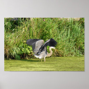 Great Blue Heron at Pond Poster