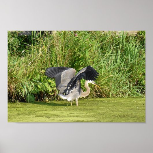 Great Blue Heron at Pond Poster (Vorne)