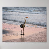 Great Blue Heron at Sunset, Florida Poster (Vorne)