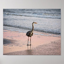 Great Blue Heron at Sunset, Florida Poster