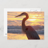 Great Blue Heron at Sunset Postkarte (Vorne/Hinten)