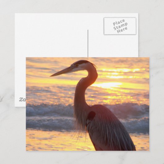Great Blue Heron at Sunset Postkarte (Vorne/Hinten)