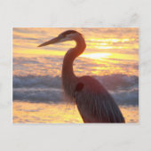 Great Blue Heron at Sunset Postkarte (Vorderseite)