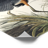 Great Blue Heron aus Birds of America Poster (Ecke)