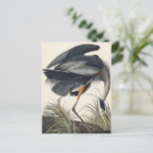 Great Blue Heron aus Birds of America Postkarte (Stehend Vorderseite)